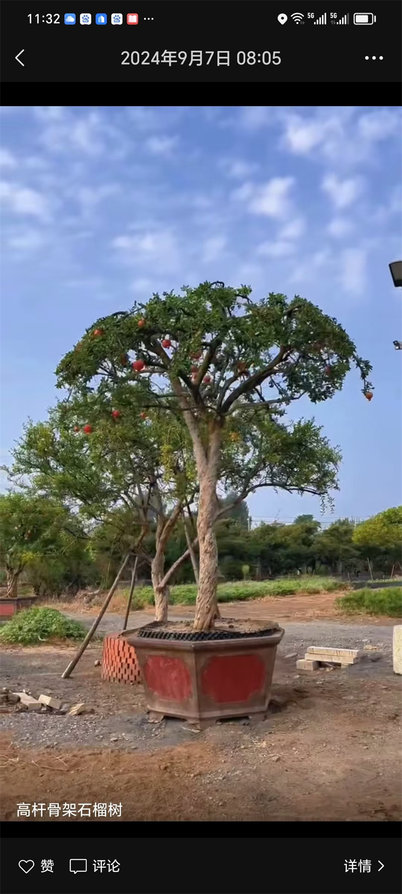 北京石榴樹栽培，經(jīng)濟價值的探討-- 北京宏偉果樹苗木基地