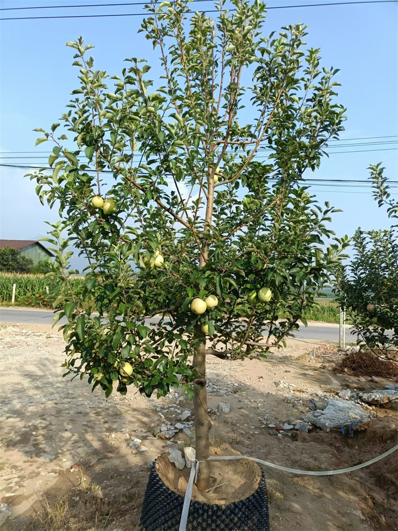 北京蘋果樹，城市中的自然綠洲-- 北京大嶺園藝果樹基地