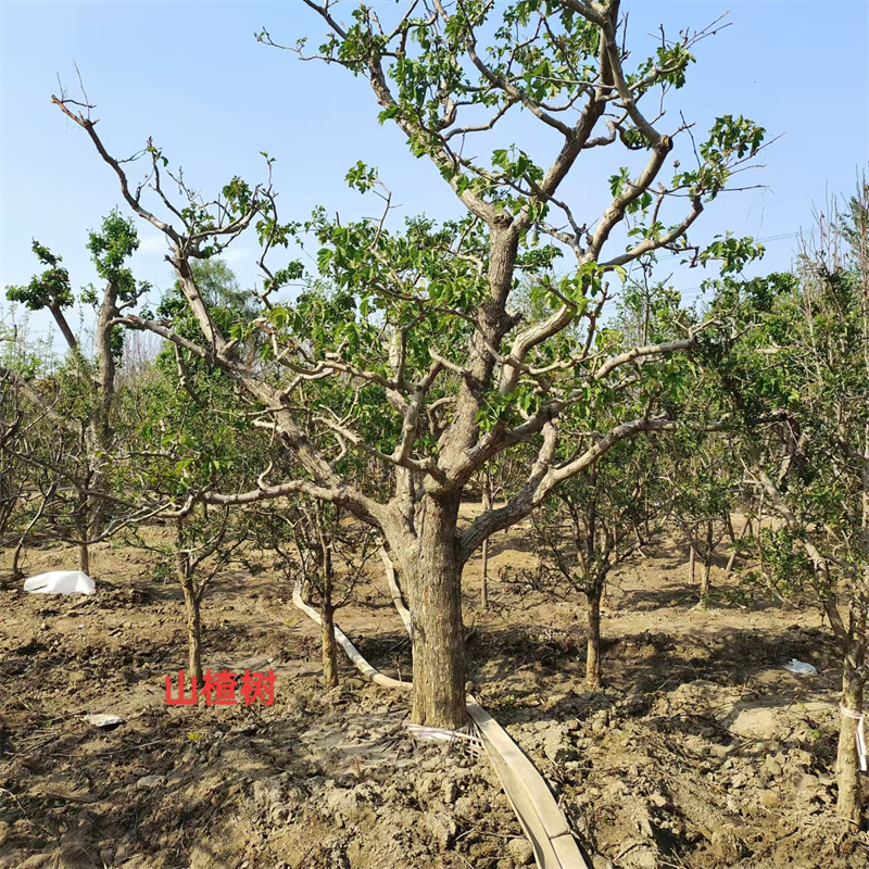 山楂樹下的故事-- 北京大嶺園藝果樹基地