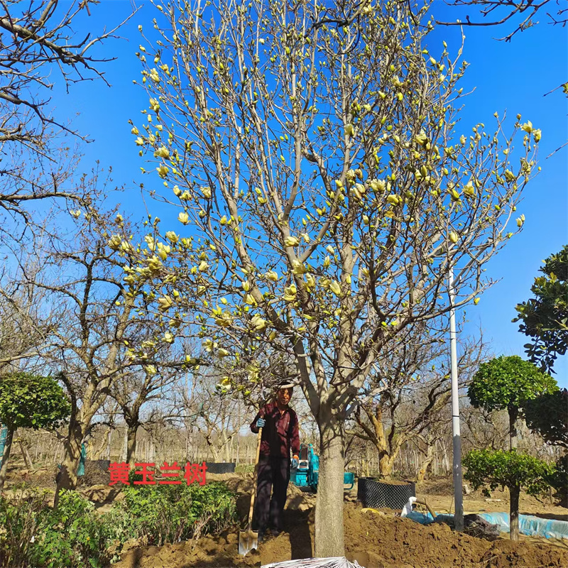 黃玉蘭樹(shù)，城市綠洲的溫柔守護(hù)者-- 北京大嶺園藝果樹(shù)基地