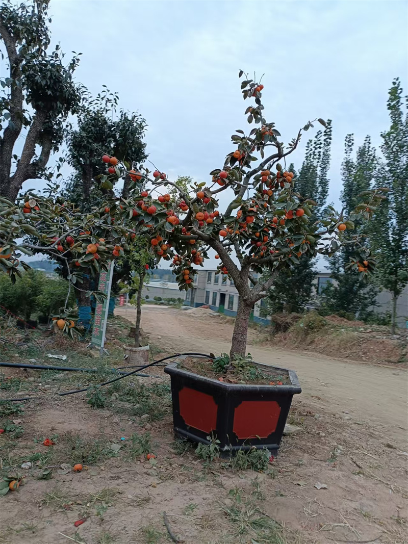 柿子樹，自然之美的饋贈-- 北京大嶺園藝果樹基地