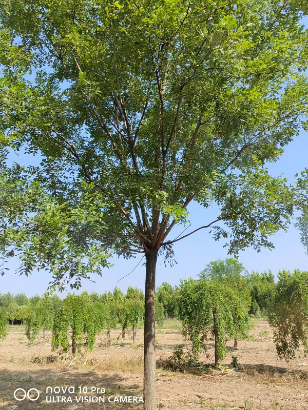 國(guó)槐花落滿(mǎn)地 環(huán)衛(wèi)工不忍清掃 大河報(bào)-- 山東省誠(chéng)信苗圃