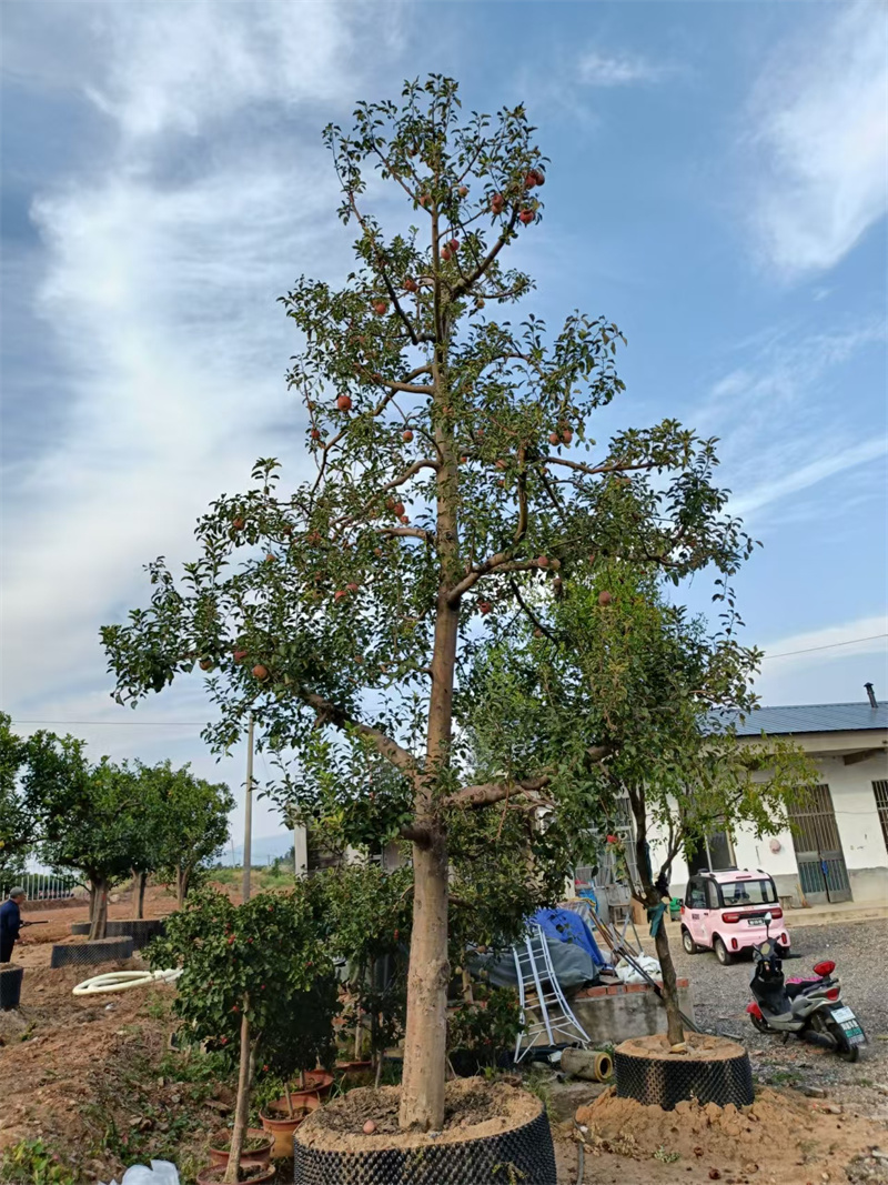 北京蘋果樹(shù)，都市綠洲中的自然印記-- 北京大興果樹(shù)基地