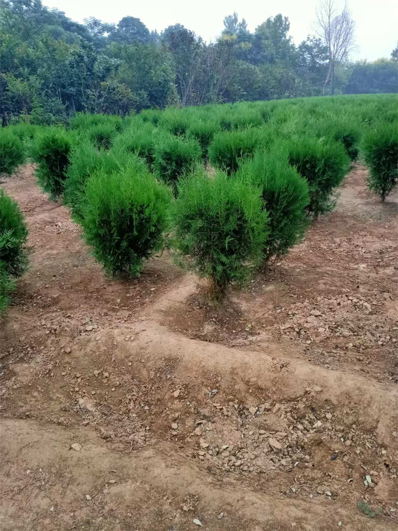 陜西綠化，繪就生活綠意盎然-- 陜西景盛苗圃基地