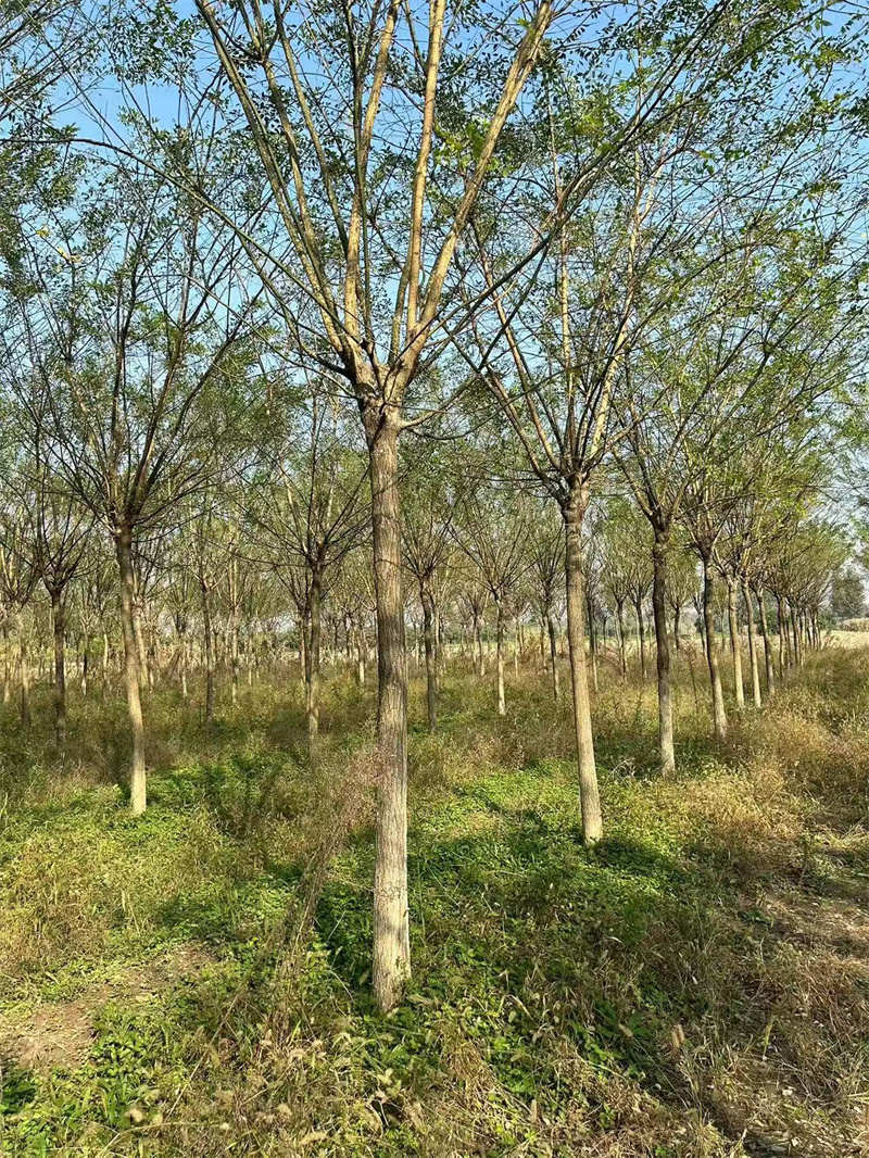 西安苗木，綠動(dòng)城市，美化家園的璀璨明珠-- 陜西景盛苗圃基地