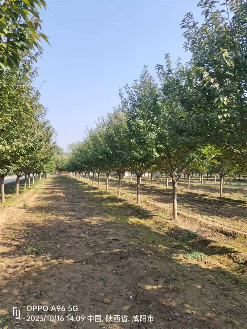 陜西苗木，綠化未來的綠色希望-- 陜西景盛苗圃基地