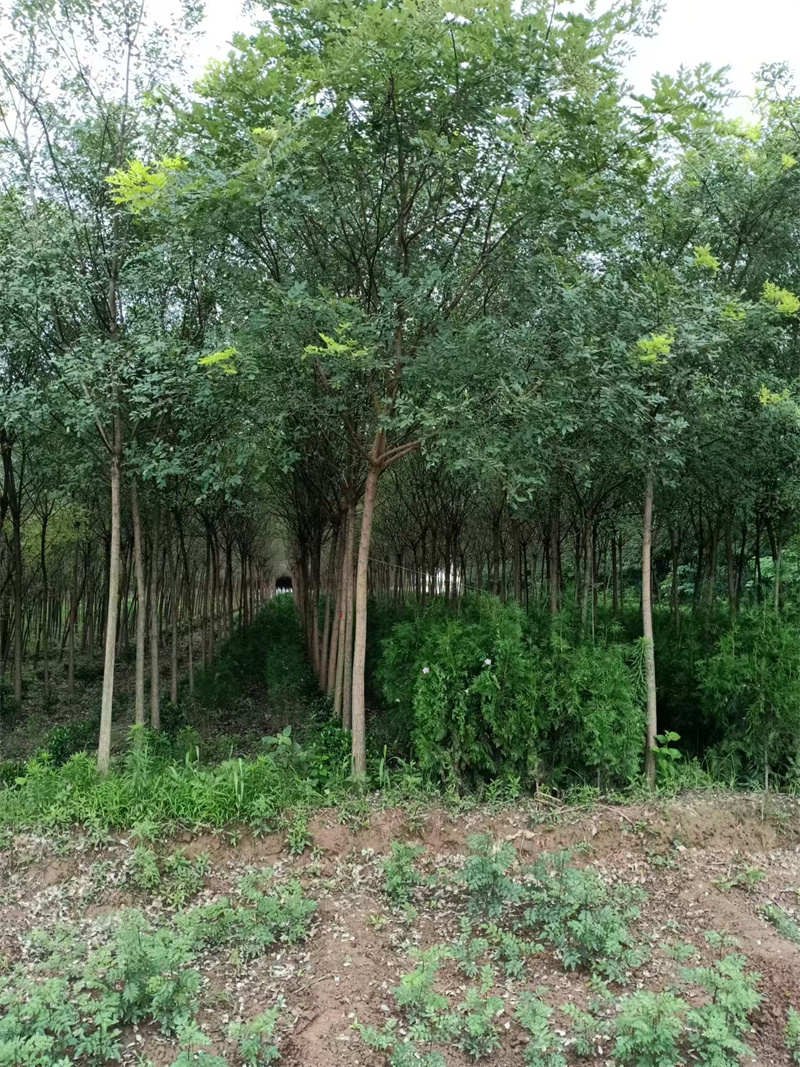 西安苗圃基地，綠色寶藏，生態(tài)心臟-- 陜西景盛苗圃基地