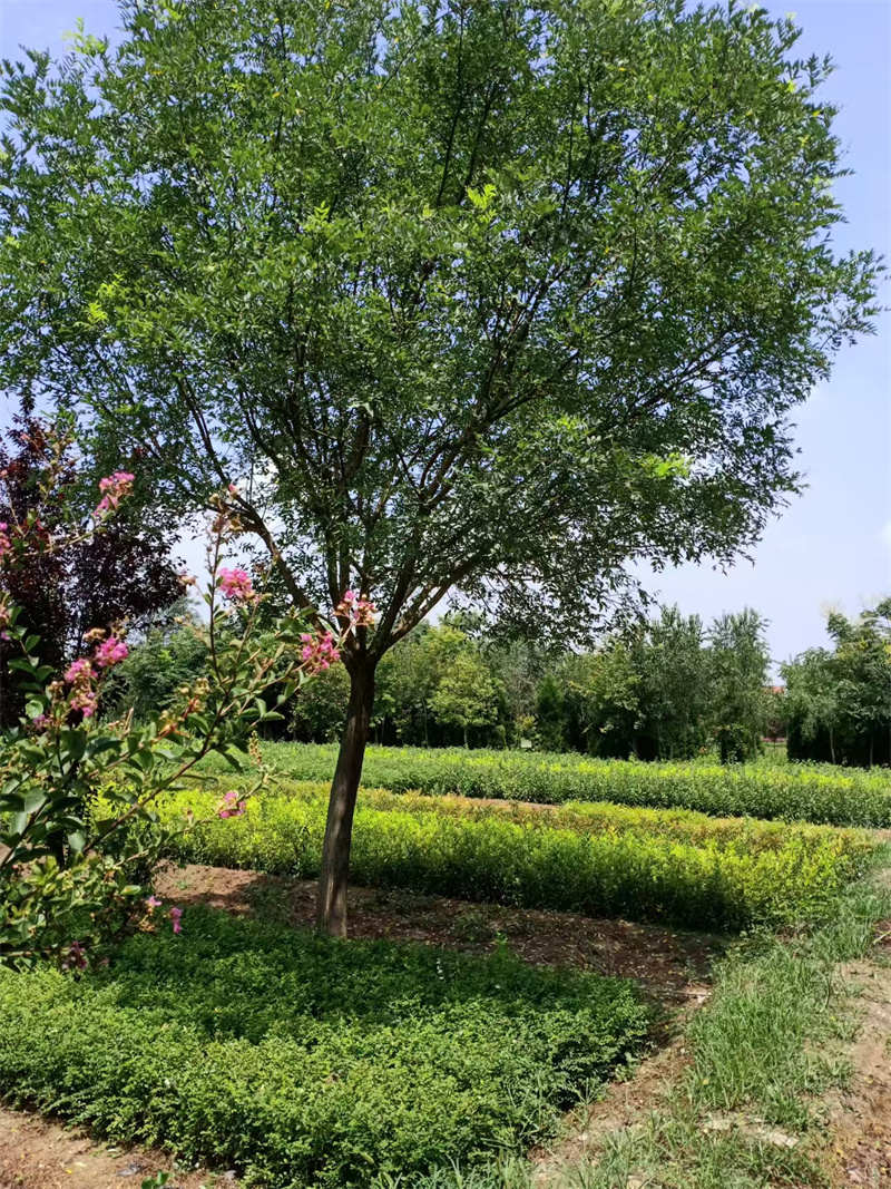 陜西苗木基地，綠色寶庫，生態(tài)典范-- 陜西景盛苗圃基地