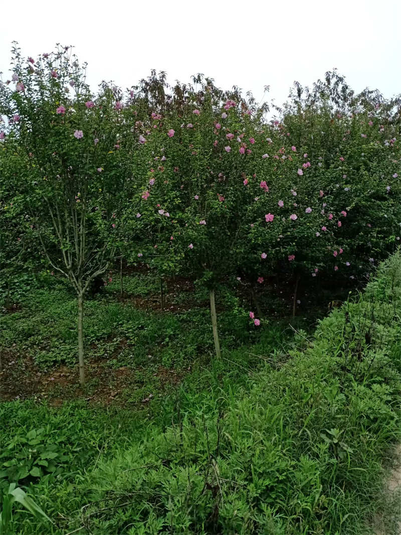 探索陜西苗圃基地的綠色奇跡