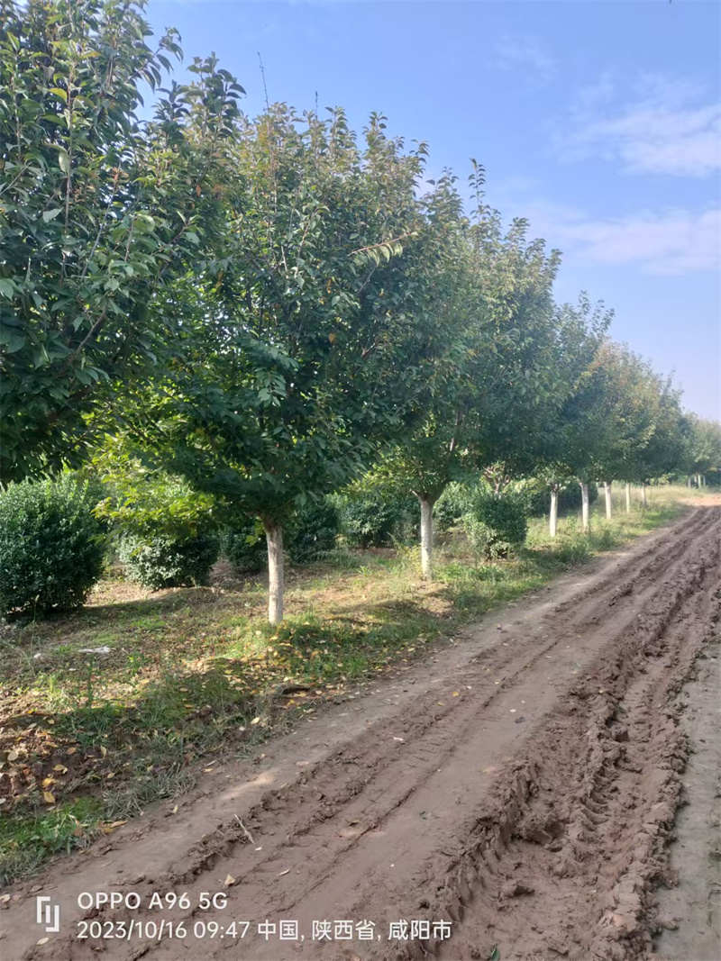 陜西苗圃公司的卓越成就與未來展望-- 陜西景盛苗圃基地