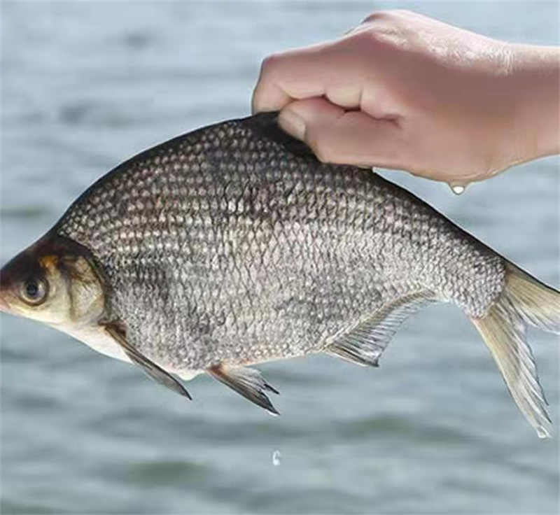 上海淡水魚苗培育管理，打造生態(tài)漁業(yè)新篇章-- 上海青浦區(qū)淀山湖淡水養(yǎng)殖場