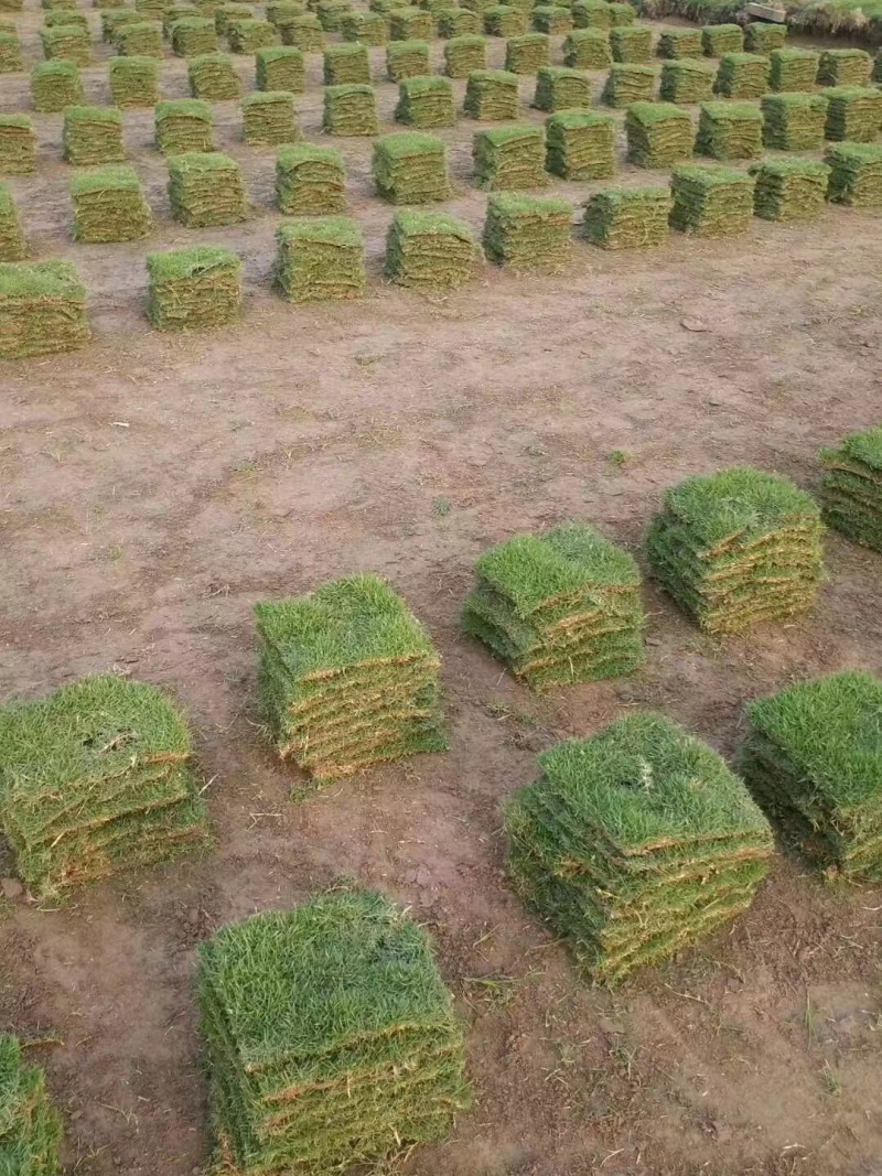 海南馬尼拉草皮  馬尼拉草皮是一種常見的暖季型草坪-- 海南綠化草皮基地直銷