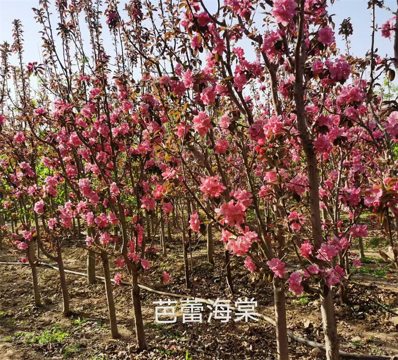 芭蕾海棠-- 北京蒙山果樹(shù)技術(shù)研究院公司