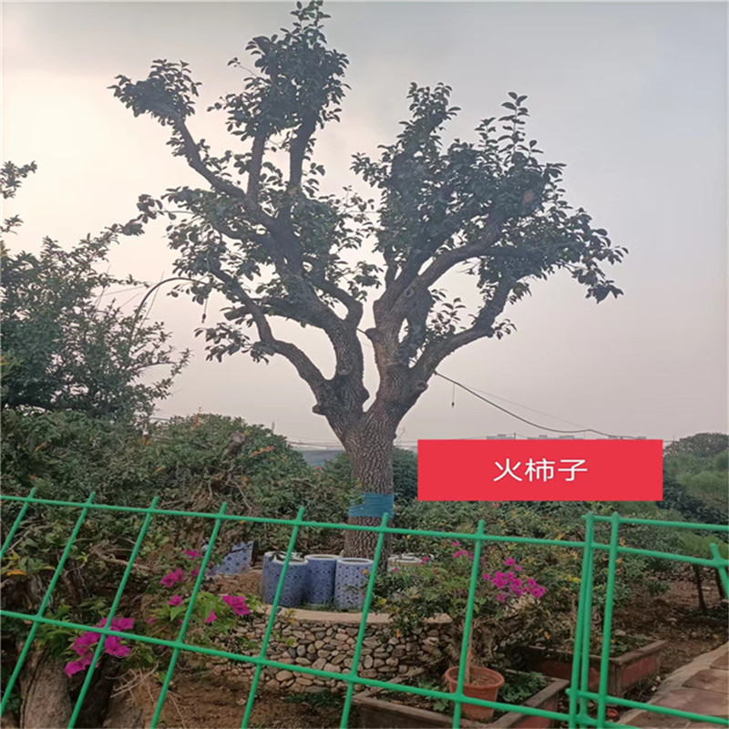 怎樣提高北京火柿子的種植效益-- 北京大興果樹基地